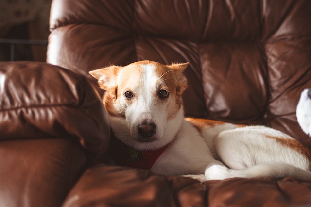 dog%20on%20couch dog%20on%20couch